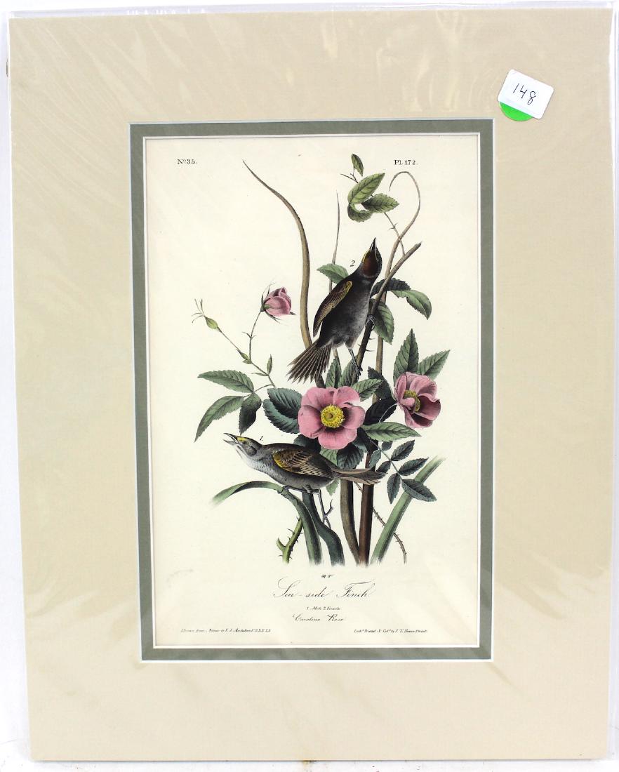 J.J. Audubon. Octavo. Sea-Side Finch: J.J. Audubon No 35Plate No.172 Sea-Side Finch From the Royal Octavo Edition of The Birds of America.1840-1844. First Edition. Lithographed and hand-colored by J.T. Bowen in Philadelphia and New York.