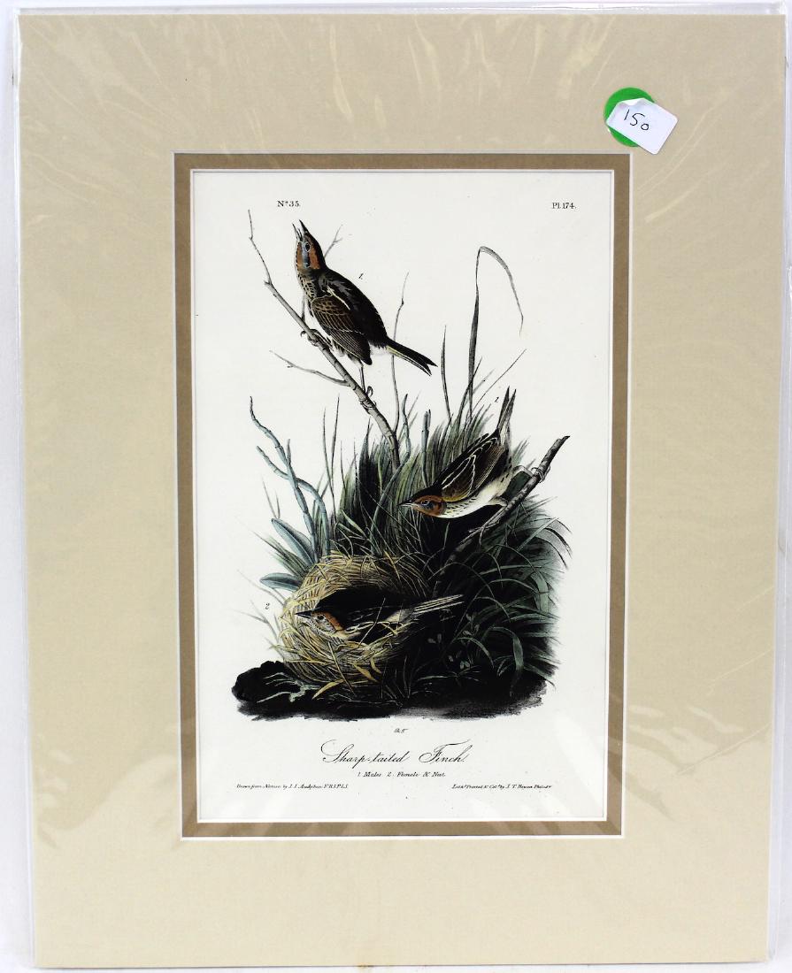 J.J. Audubon. Octavo. Sharp Tailed Finch (1 of 3)