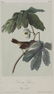 J.J. Audubon. Octavo. Swamp Sparrow - 2