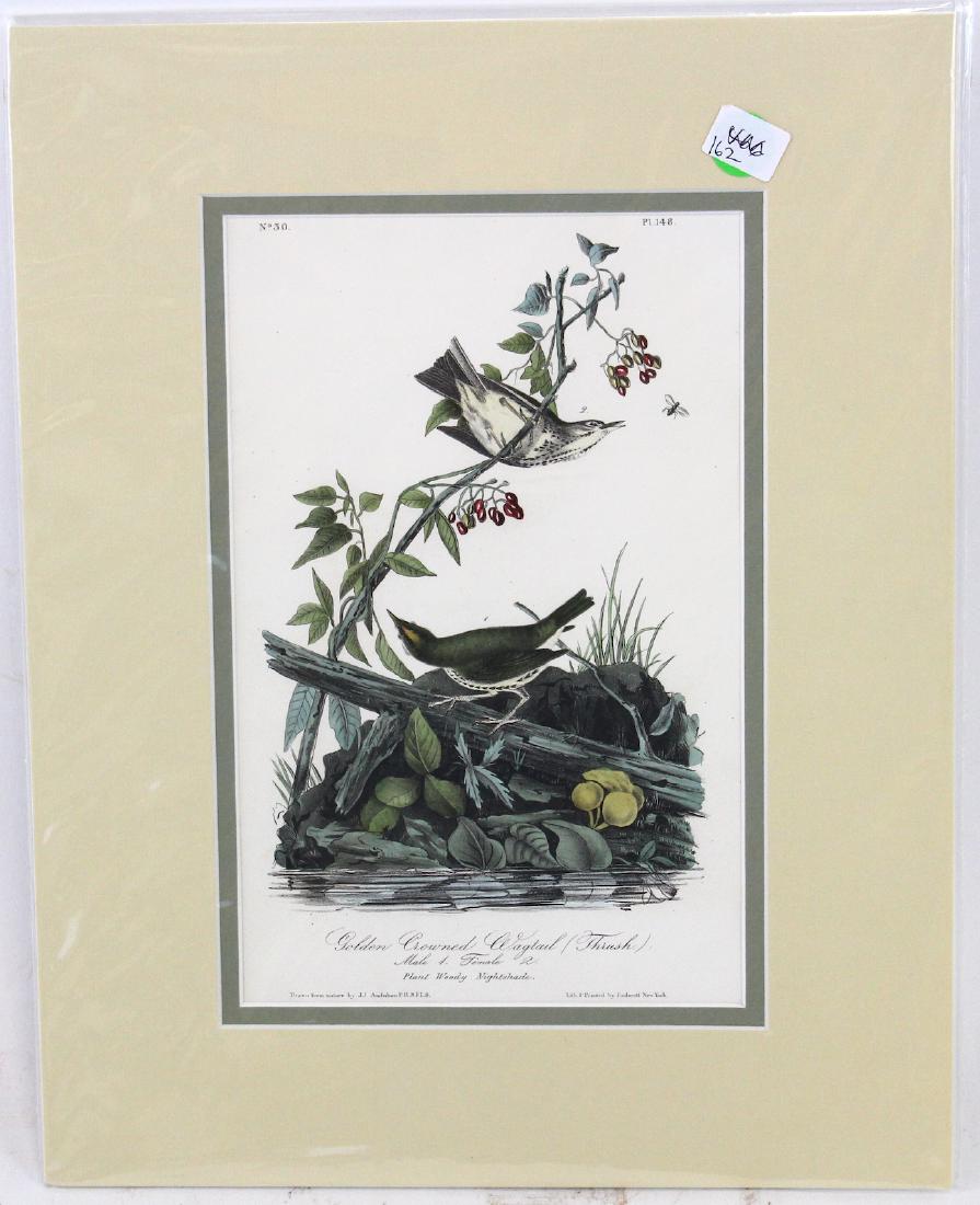 J.J. Audubon. Octavo. Golden-Crowned Wagtail Thrush (1 of 3)
