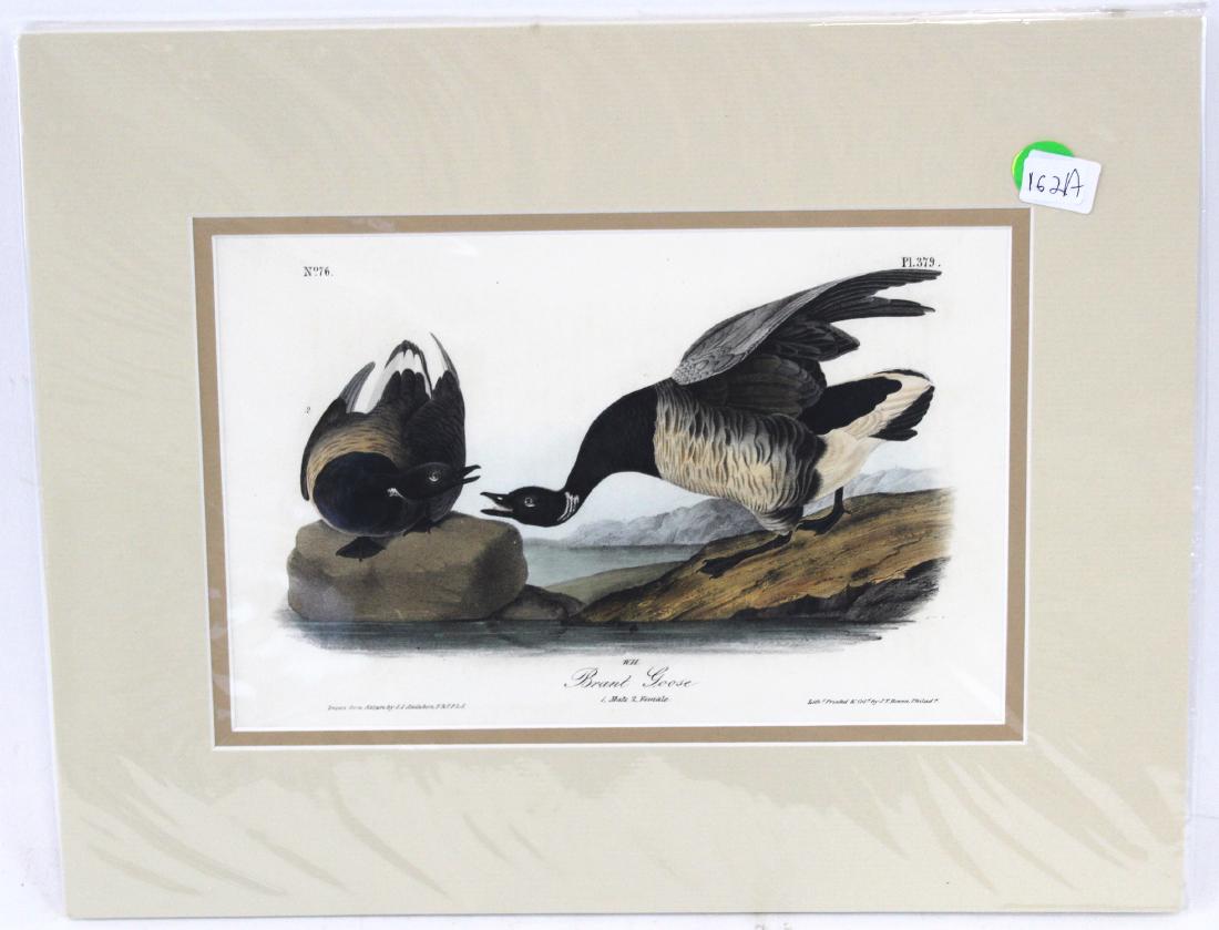 J.J. Audubon. Octavo. Brant Goose (1 of 3)