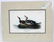 J.J. Audubon. Octavo. Gadwall Duck No.388
