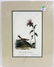 J.J. Audubon. Octavo. Chestnut-Collard Lark-Bunting