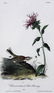 J.J. Audubon. Octavo. Chestnut-Collard Lark-Bunting - 2