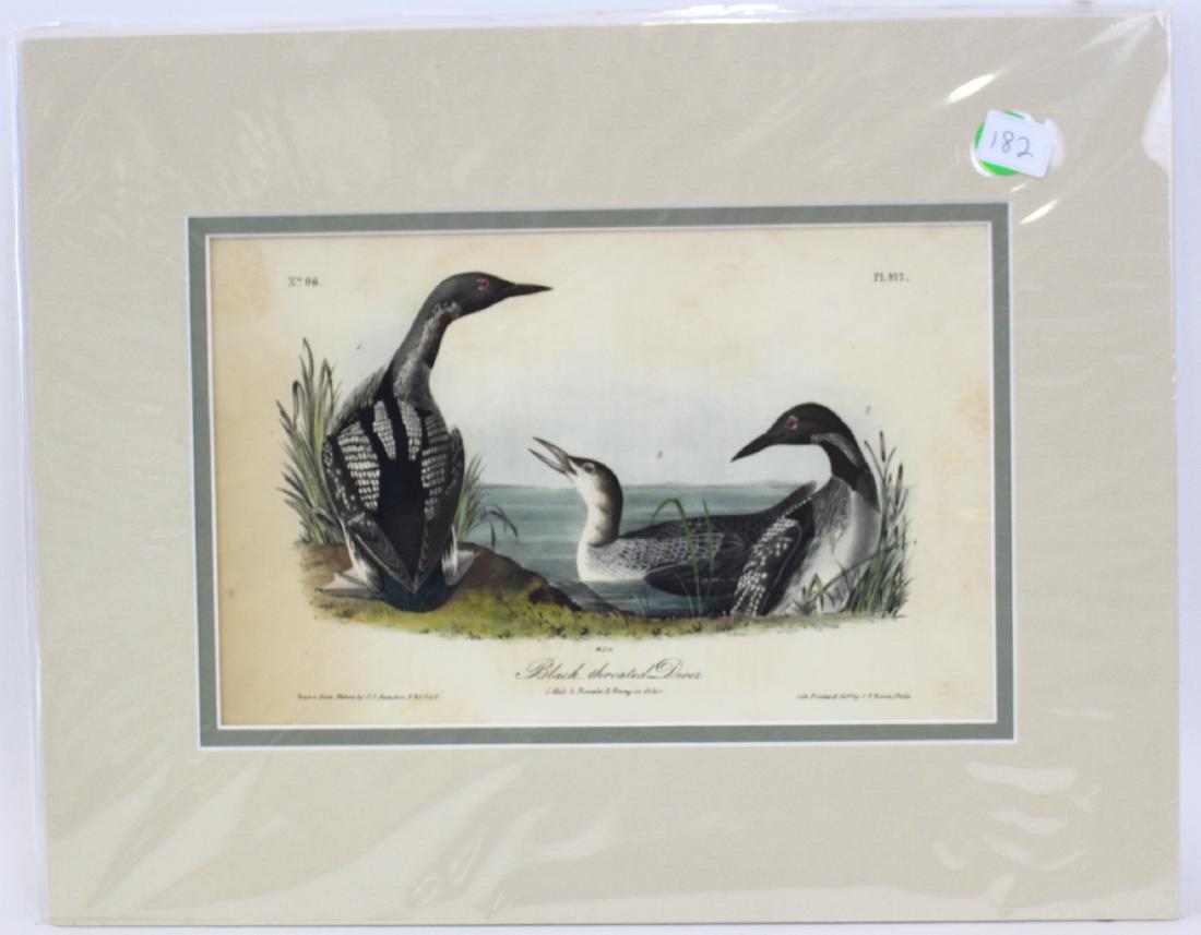 J.J. Audubon. Octavo. Black Throated Diver (1 of 2)