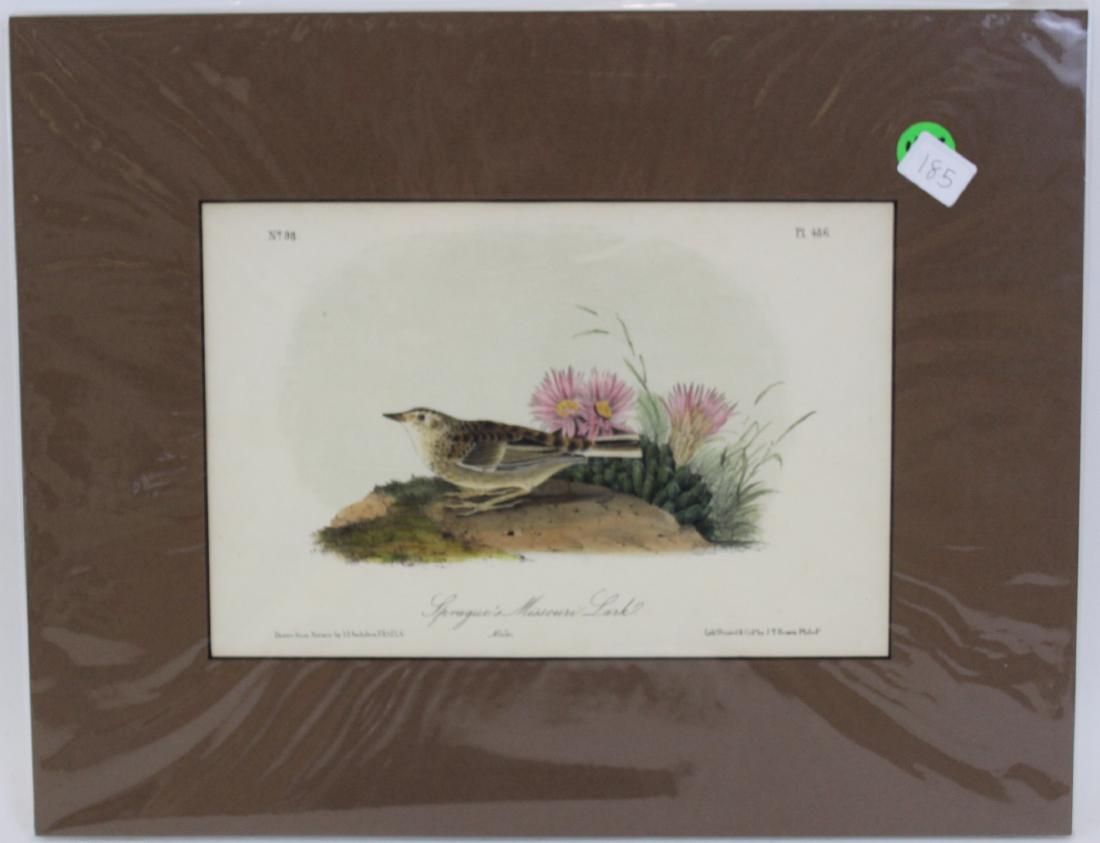 J.J. Audubon. Octavo. Sprague's Missouri Lark (1 of 2)
