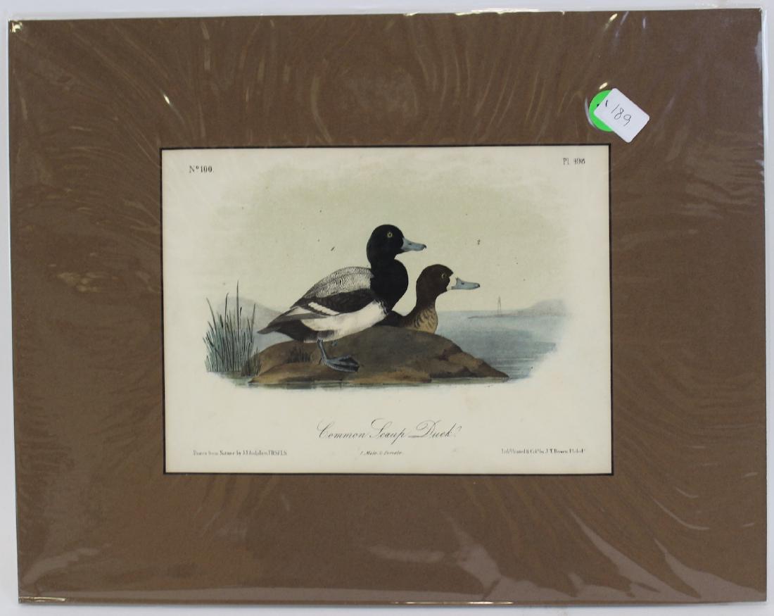 J.J. Audubon. Octavo. Common Swamp Duck (1 of 2)
