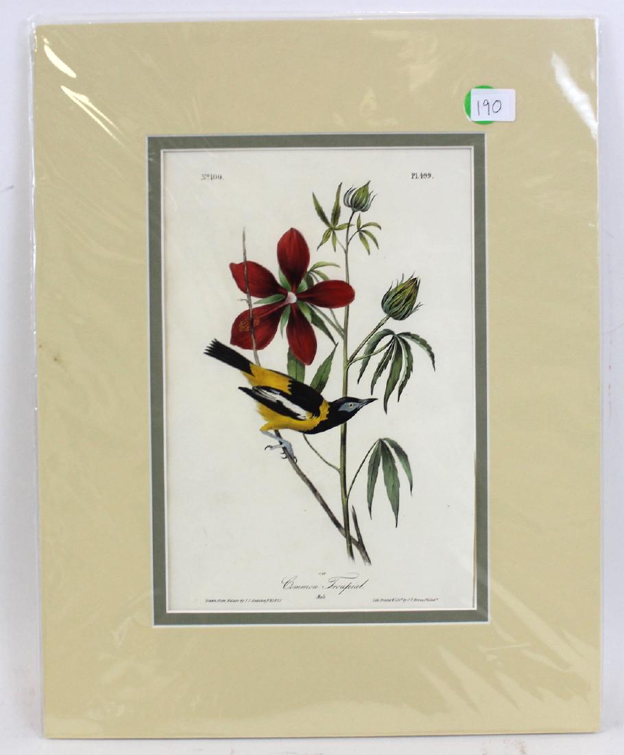 J.J. Audubon. Octavo. Common Troupial (1 of 3)