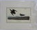 J.J. Audubon. Octavo. Schinz's Sandpiper - 2