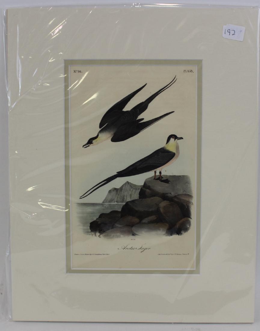 J.J. Audubon. Octavo. Arctic Jager: J.J. Audubon, No 91Plate No.453 Arctic Jager From the Royal Octavo Edition of The Birds of America.1840-1844. First Edition. Lithographed and hand-colored by J.T. Bowen in Philadelphia and New York. G