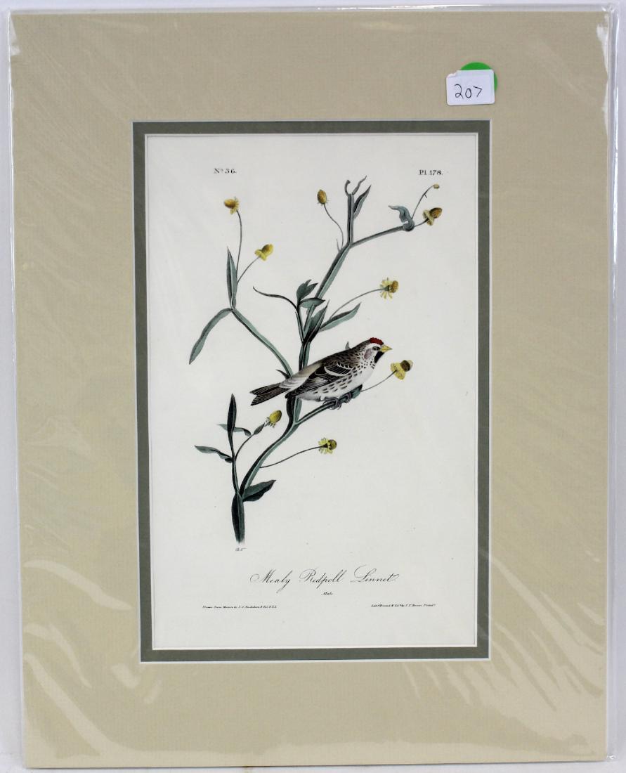 J.J. Audubon. Octavo. Mealy Red Poll Linnet: J.J. Audubon No 36 Plate No.178 Mealy Red Poll Linnet. With text. From the Royal Octavo Edition of The Birds of America.1840-1844. First Edition. Lithographed and hand-colored by J.T. Bowen in Philade