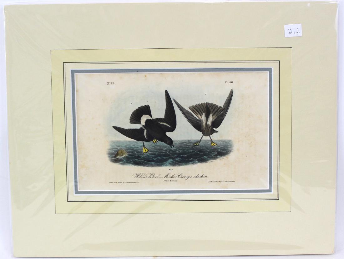 J.J. Audubon. Octavo. Wils Petrel/Mother Carey Chicken: J.J. Audubon No 92 , Plate No.460 Wils Petrel/Mother Carey Chicken From the Royal Octavo Edition of The Birds of America.1840-1844. First Edition. Lithographed and hand-colored by J.T. Bowen in Philad