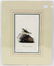 J.J. Audubon. Octavo. Yellow-Winged Bunting