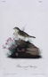 J.J. Audubon. Octavo. Yellow-Winged Bunting - 2