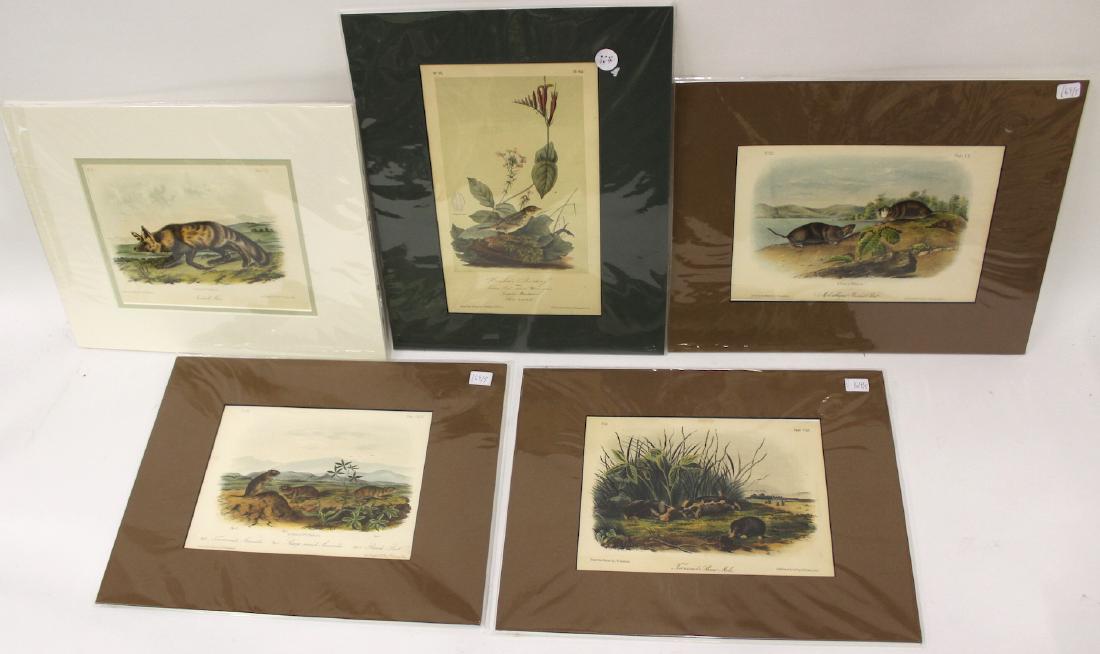 J. J. Audubon Original Aquatints (5) (1 of 6)