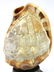 Seashell Nite Lamp. Souvenir of Genoa - 2
