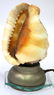 Seashell Nite Lamp. Souvenir of Genoa - 3