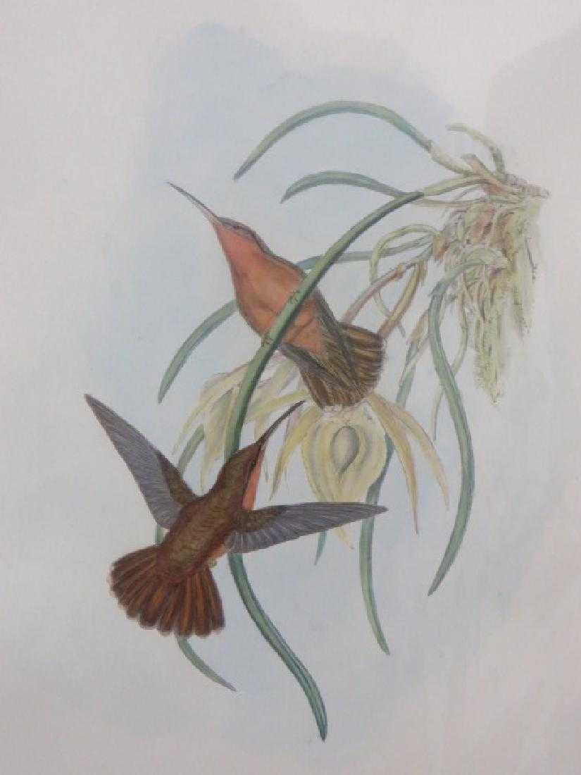 J. Gould Lithograph: Spixs Saw-Bill: John Gould (1804-1881) Grypus Spixi. Hand colored ornithological lithograph. Lithographers: J. Gould, E. Gould, E. Lear, H.C. Richter, W. Hart. Printed in London: C. Hullmandel or Taylor. Plate from o