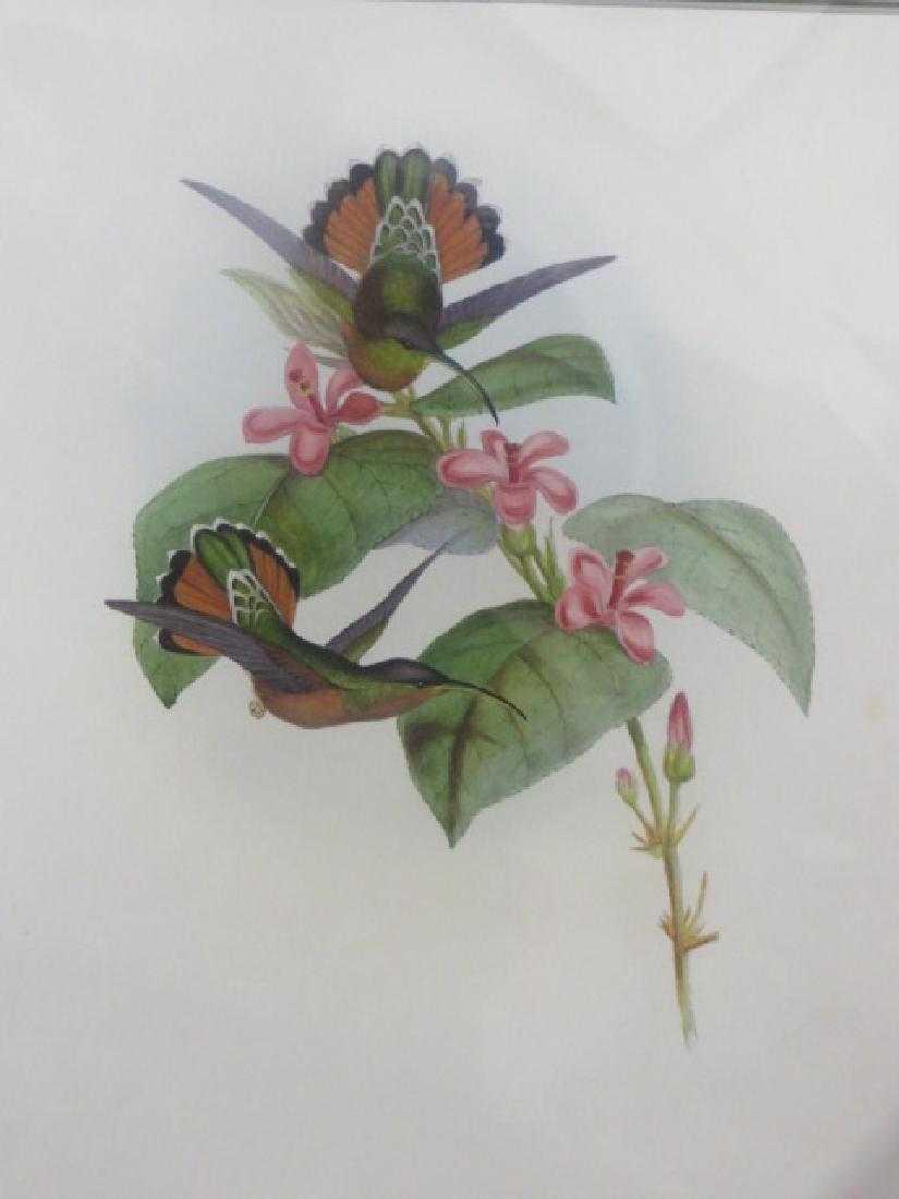 J. Gould Lithograph: Allied Hermit (1 of 1)