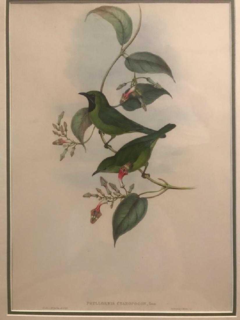 J. Gould Lithograph: All Green Phyllornis: John Gould (1804-1881) Phyllornis Cyanopogon. With text. Hand colored ornithological lithograph. Lithographers: J. Gould, E. Gould, E. Lear, H.C. Richter, W. Hart. Printed in London: C. Hullmandel or 