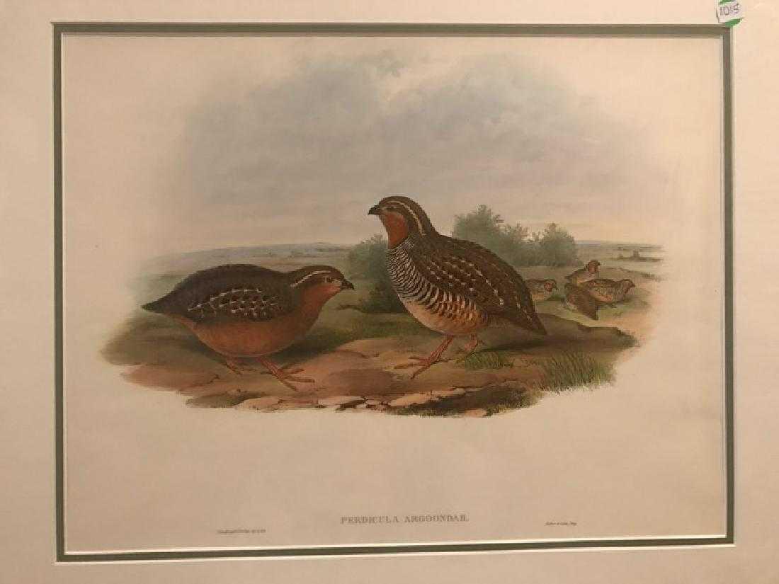 J. Gould Lithograph: Argoondah Bush-Quail: John Gould (1804-1881) Pericula Argoondah. With text. Hand colored ornithological lithograph. Lithographers: J. Gould, E. Gould, E. Lear, H.C. Richter, W. Hart. Printed in London: C. Hullmandel or Tay