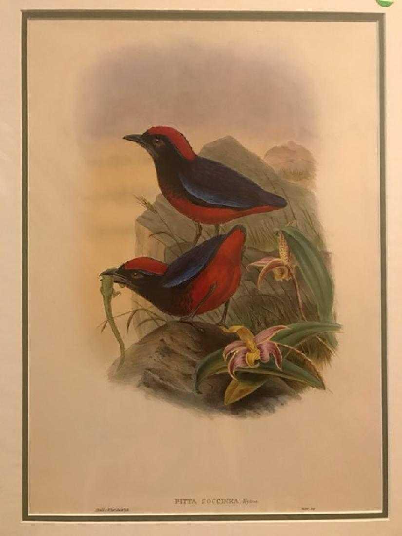 J. Gould Lithograph: Malaccan Pitta-Lizard Orchid (1 of 2)