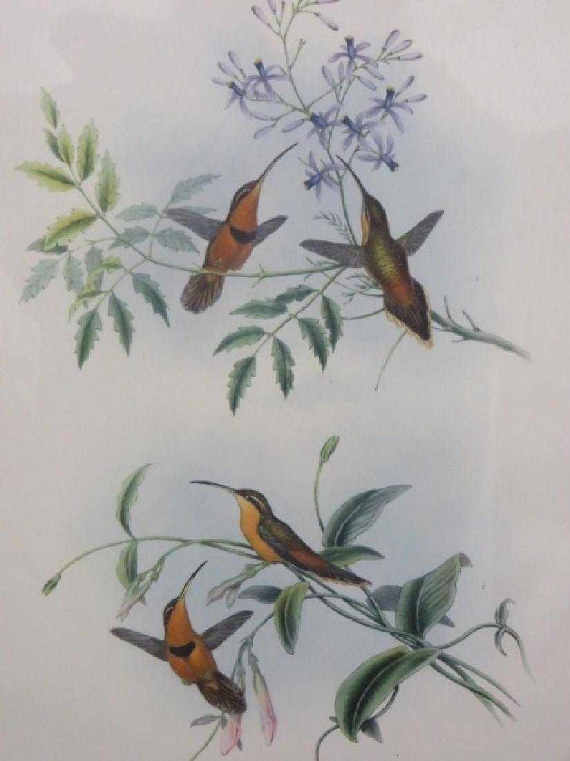 J. Gould Lithograph: Black Faced Wood Swallow (1 of 1)