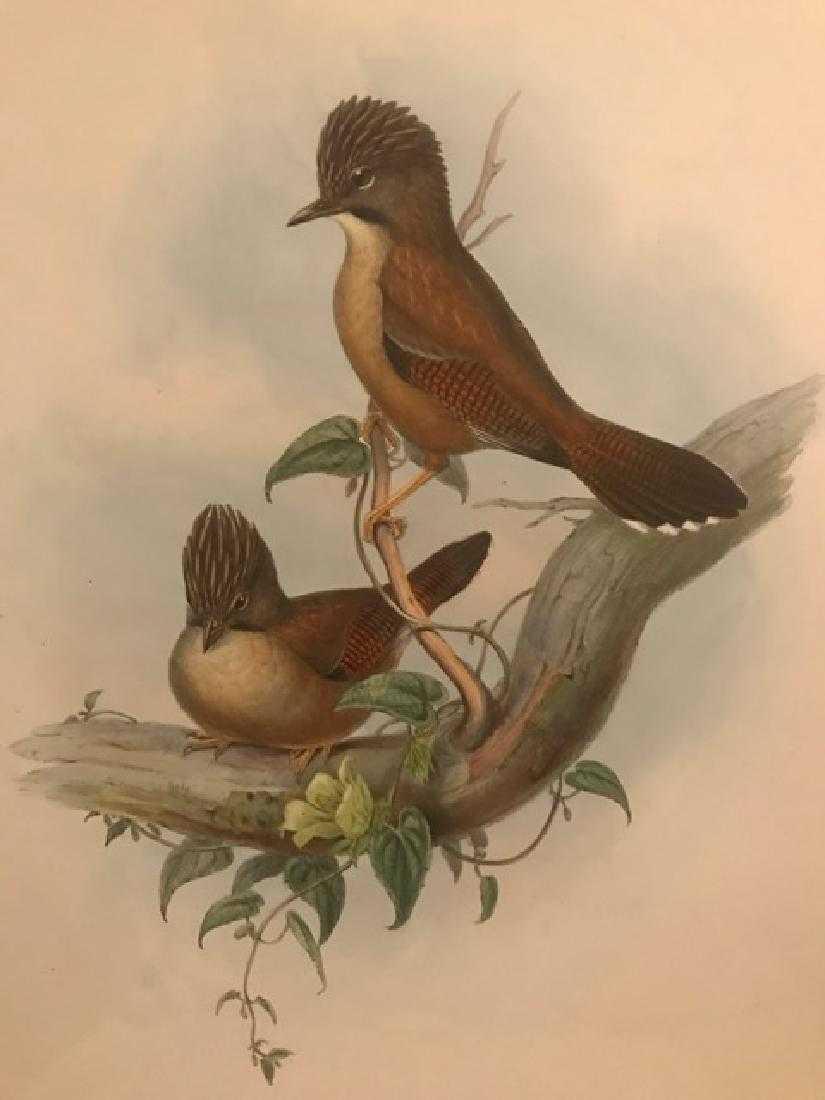 J. Gould Lithograph: Nepaulese Actinodura: John Gould (1804-1881) Actinodura Nipalensis. Without mat. With text. Hand colored ornithological lithograph. Lithographers: J. Gould, E. Gould, E. Lear, H.C. Richter, W. Hart. Printed in London: C. H