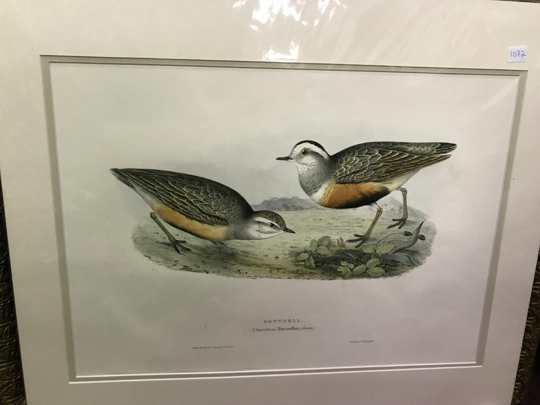 J. Gould Lithograph: Dottrell: John Gould (1804-1881) Charadrius Morinellus. Hand colored ornithological lithograph. Lithographers: J. Gould, E. Gould, E. Lear, H.C. Richter, W. Hart. Printed in London: C. Hullmandel or Taylor. Pla