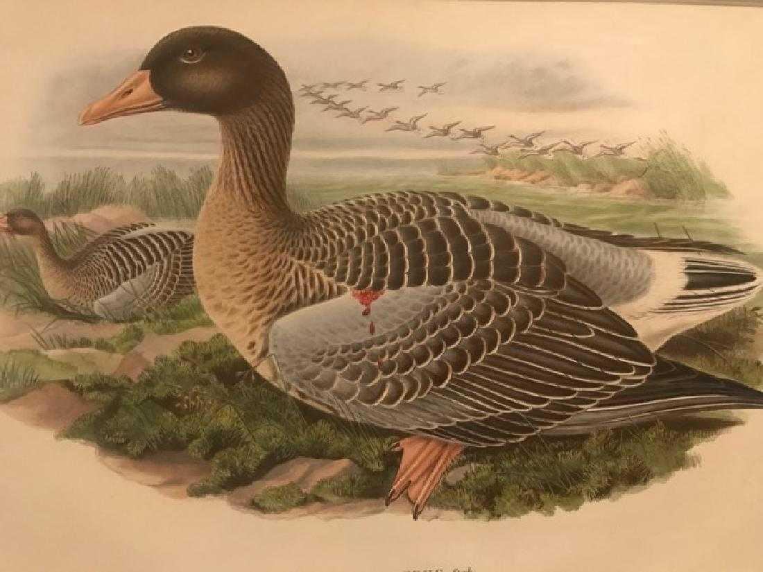 J. Gould Lithograph: Grey Lag Goose (1 of 2)
