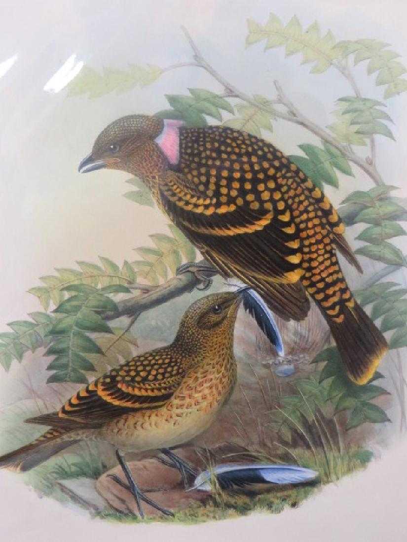 J. Gould Lithograph: Bower Bird (1 of 1)