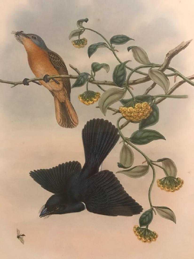 J. Gould Lithograph: Heloisas Flamer Bearer: John Gould (1804-1881) Selasphorus Heloisa. Hand colored ornithological lithograph. Lithographers: J. Gould, E. Gould, E. Lear, H.C. Richter, W. Hart. Printed in London: C. Hullmandel or Taylor. Plate