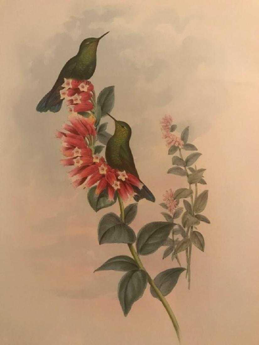 J. Gould Lithograph: Purple-Tail Humming Bird (1 of 2)