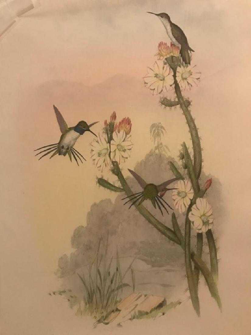 J. Gould Lithograph: Yarrells Wood Star: John Gould (1804-1881) Calothorax Yarrelli. With text. Hand colored ornithological lithograph. Lithographers: J. Gould, E. Gould, E. Lear, H.C. Richter, W. Hart. Printed in London: C. Hullmandel or Ta