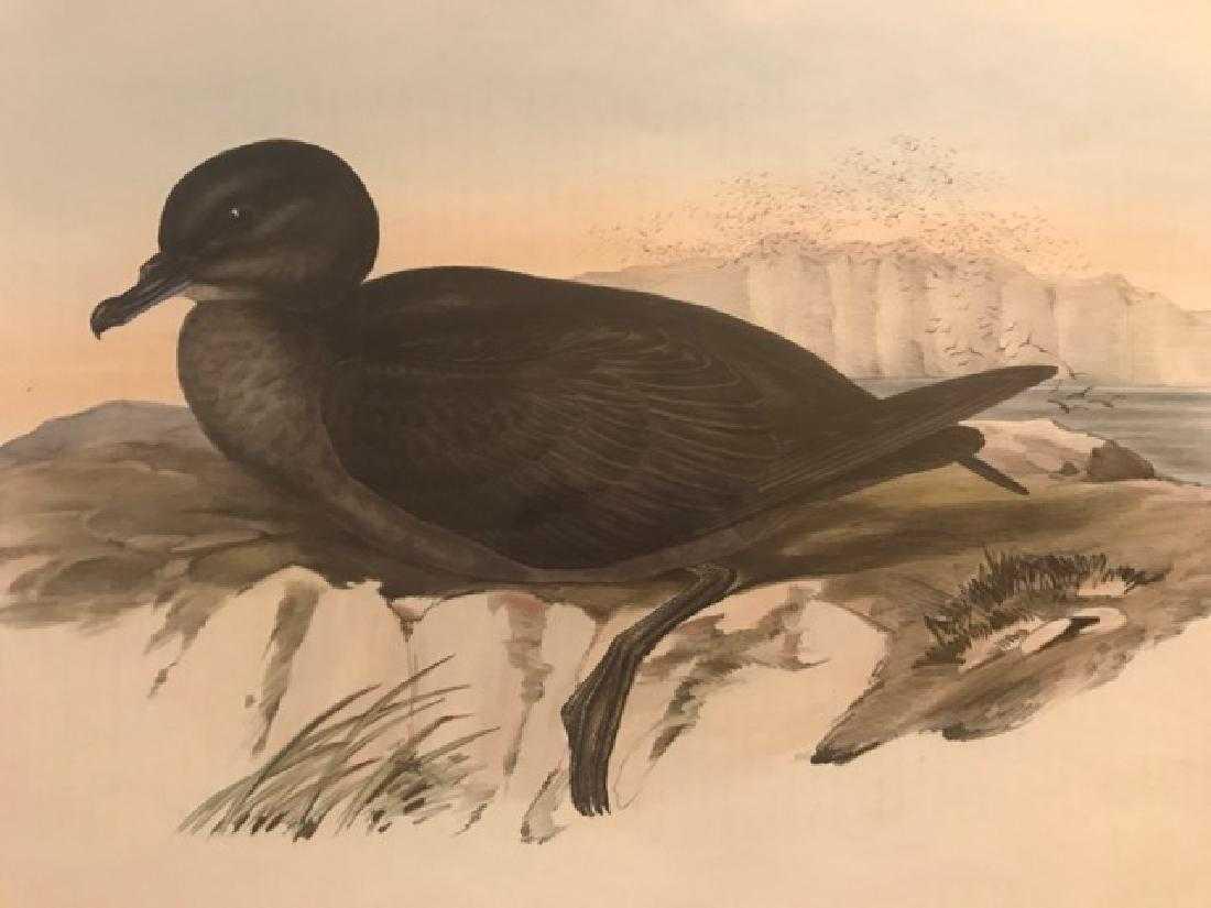 J. Gould Lithograph: Short-Tailed Shearwater: John Gould (1804-1881) Puffinus Brevicaudus. Hand colored ornithological lithograph. Lithographers: J. Gould, E. Gould, E. Lear, H.C. Richter, W. Hart. Printed in London: C. Hullmandel or Taylor. Plat