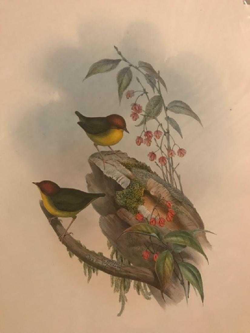 J. Gould Lithograph: Chesnut-Crowned Tesia: John Gould (1804-1881) Tesia Castaneocoronata. Without mat. With text. Hand colored ornithological lithograph. Lithographers: J. Gould, E. Gould, E. Lear, H.C. Richter, W. Hart. Printed in London: C. 