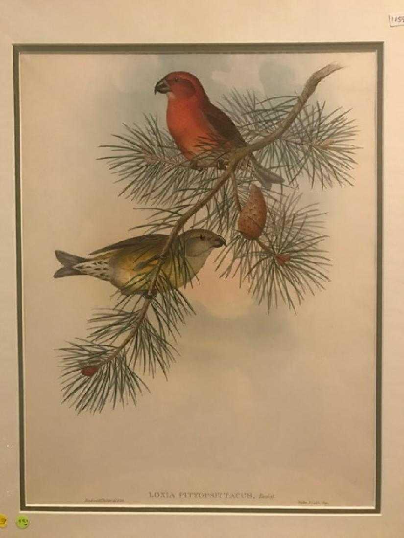 J. Gould Lithograph: Parrot Crossbill (1 of 2)