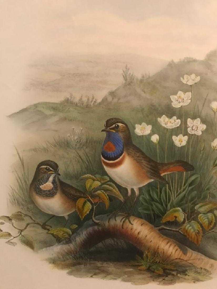 J. Gould Lithograph: Red-Throated Bluebreast: John Gould (1804-1881) Cyanecula Suecica. With text. Hand colored ornithological lithograph. Lithographers: J. Gould, E. Gould, E. Lear, H.C. Richter, W. Hart. Printed in London: C. Hullmandel or Tayl