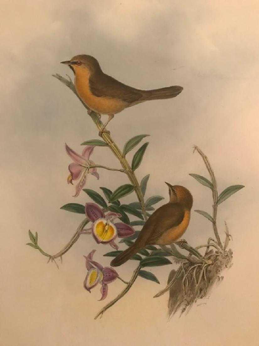 J. Gould Lithograph: Red-Eyed Stachynis: John Gould (1804-1881) Stachyris Pyrrhops. With text. Hand colored ornithological lithograph. Lithographers: J. Gould, E. Gould, E. Lear, H.C. Richter, W. Hart. Printed in London: C. Hullmandel or Tay