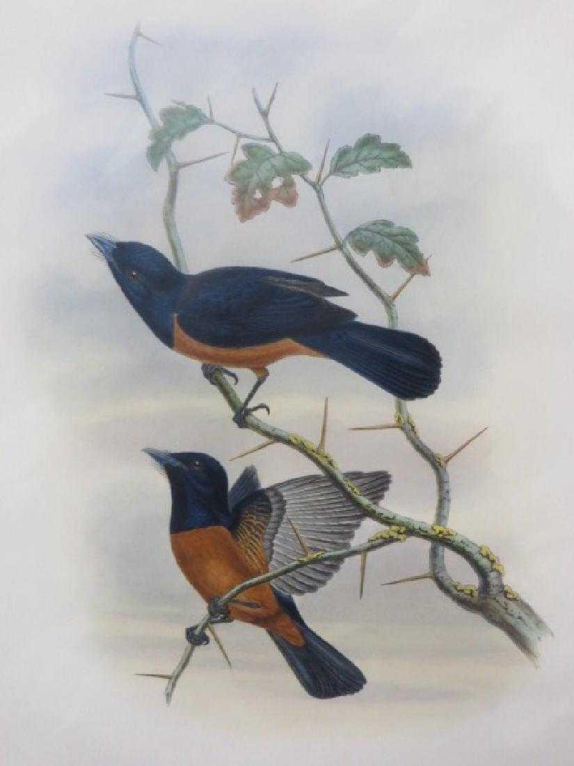 J. Gould Lithograph: Chestnut Monarch: John Gould (1804-1881) Pomarea Castaneiventris. Hand colored ornithological lithograph. Lithographers: J. Gould, E. Gould, E. Lear, H.C. Richter, W. Hart. Printed in London: C. Hullmandel or Taylor. P