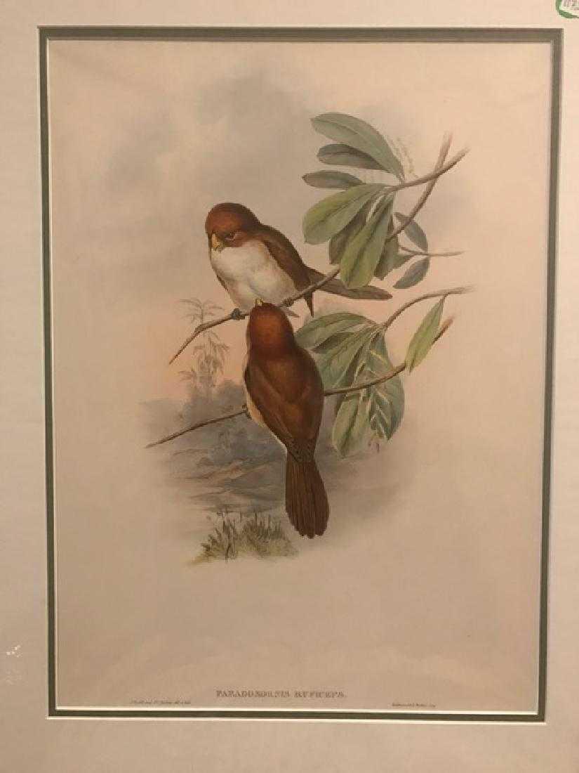 J. Gould Lithograph: Red-Headed Paradoxornis: John Gould (1804-1881) Paradoxornis Ruficeps. With text. Hand colored ornithological lithograph. Lithographers: J. Gould, E. Gould, E. Lear, H.C. Richter, W. Hart. Printed in London: C. Hullmandel or