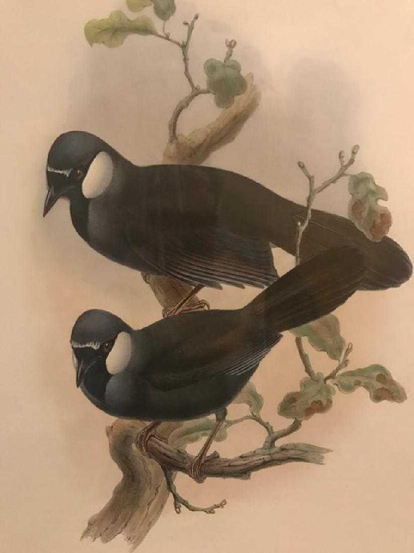 J. Gould Lithograph: Chinese Garrulax: John Gould (1804-1881) Garrulax Chinensis. With text. Hand colored ornithological lithograph. Lithographers: J. Gould, E. Gould, E. Lear, H.C. Richter, W. Hart. Printed in London: C. Hullmandel or Tay