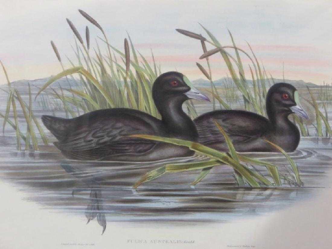 J. Gould Lithograph: Australian Coot (1 of 1)
