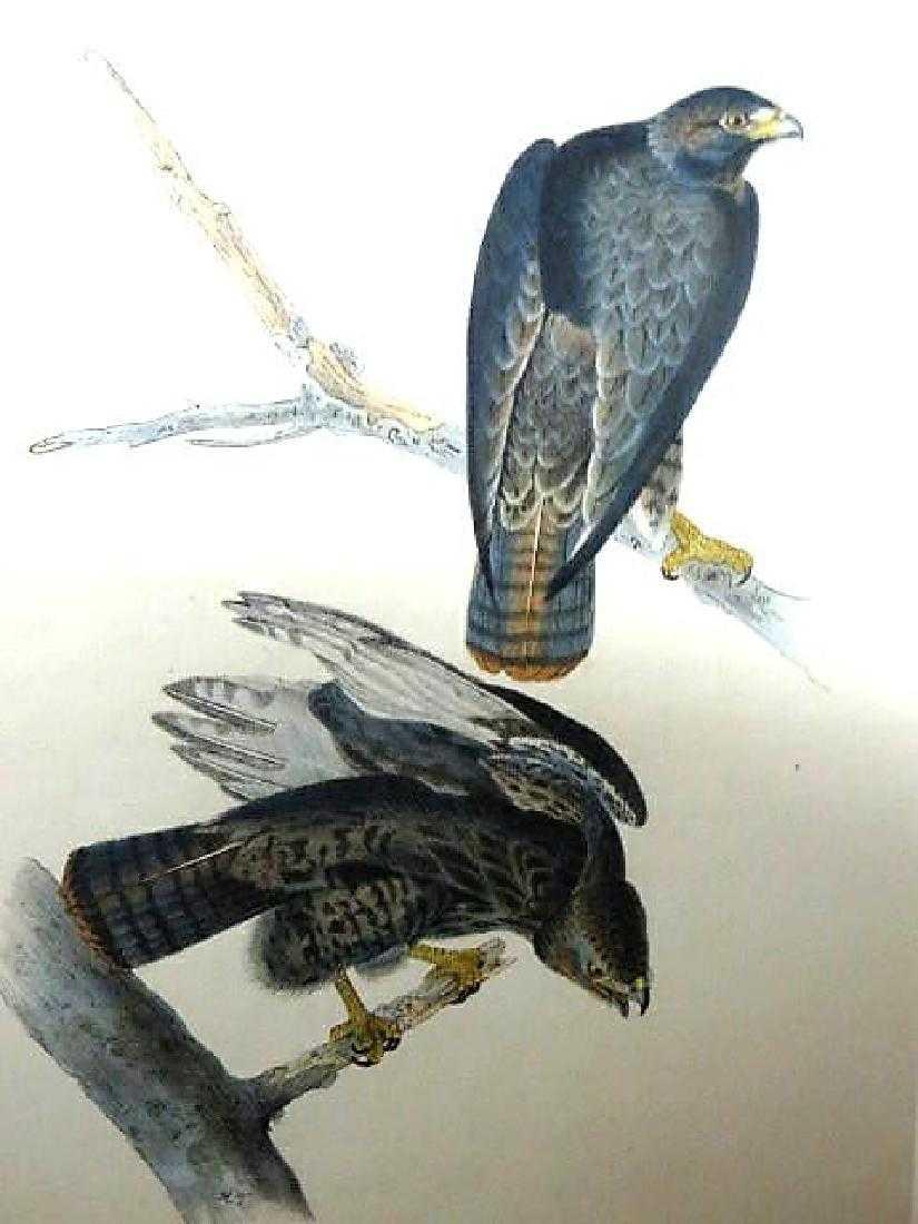 J.J. Audubon. Octavo. Harlans Buzzard No.8: J.J. Audubon, Plate No.8 Harlans Buzzard. With text. From the Royal Octavo Edition of The Birds of America.1840-1844. First Edition. Lithographed and hand-colored by J.T. Bowen in Philadelphia and New