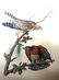 J.J. Audubon. Octavo. Red Shouldered Buzzard No.9