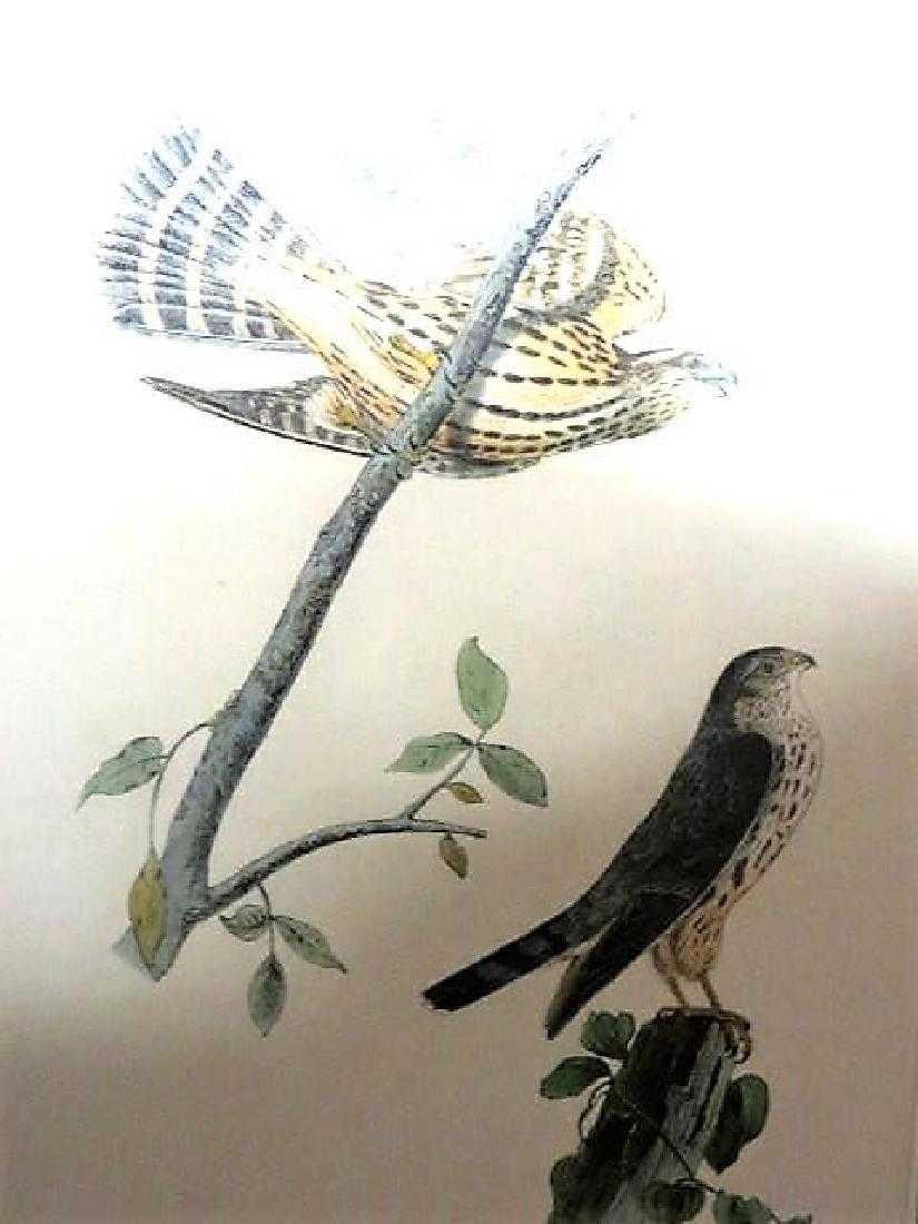 J.J. Audubon. Octavo. Pigeon Falcon No.21 (1 of 1)