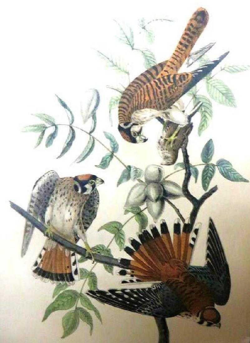 J.J. Audubon. Octavo. Sparrow Hawk No.22 (1 of 1)