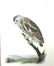 J.J. Audubon. Octavo. Little Night Owl No.29