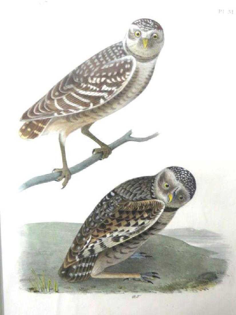 J.J. Audubon. Octavo. Burrowing Day Owl No.31 (1 of 1)