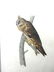 J.J. Audubon. Octavo. Long-Eared Owl No.37